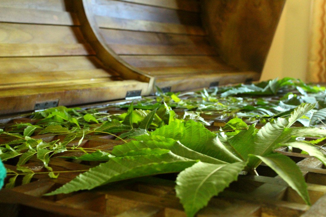 Kizhi herbal bolus